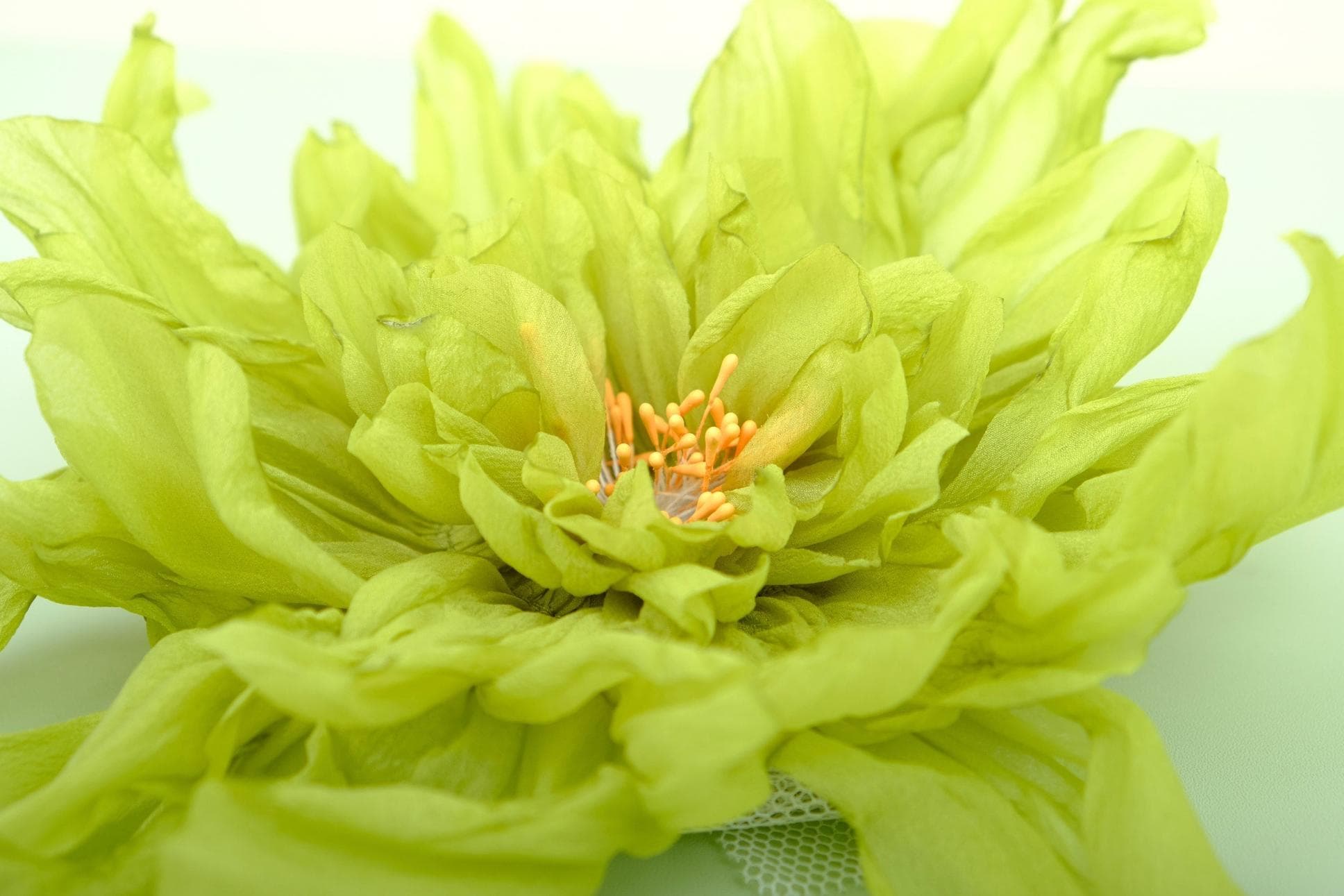 AMAZING GREEN PEONY BLOSSOMS