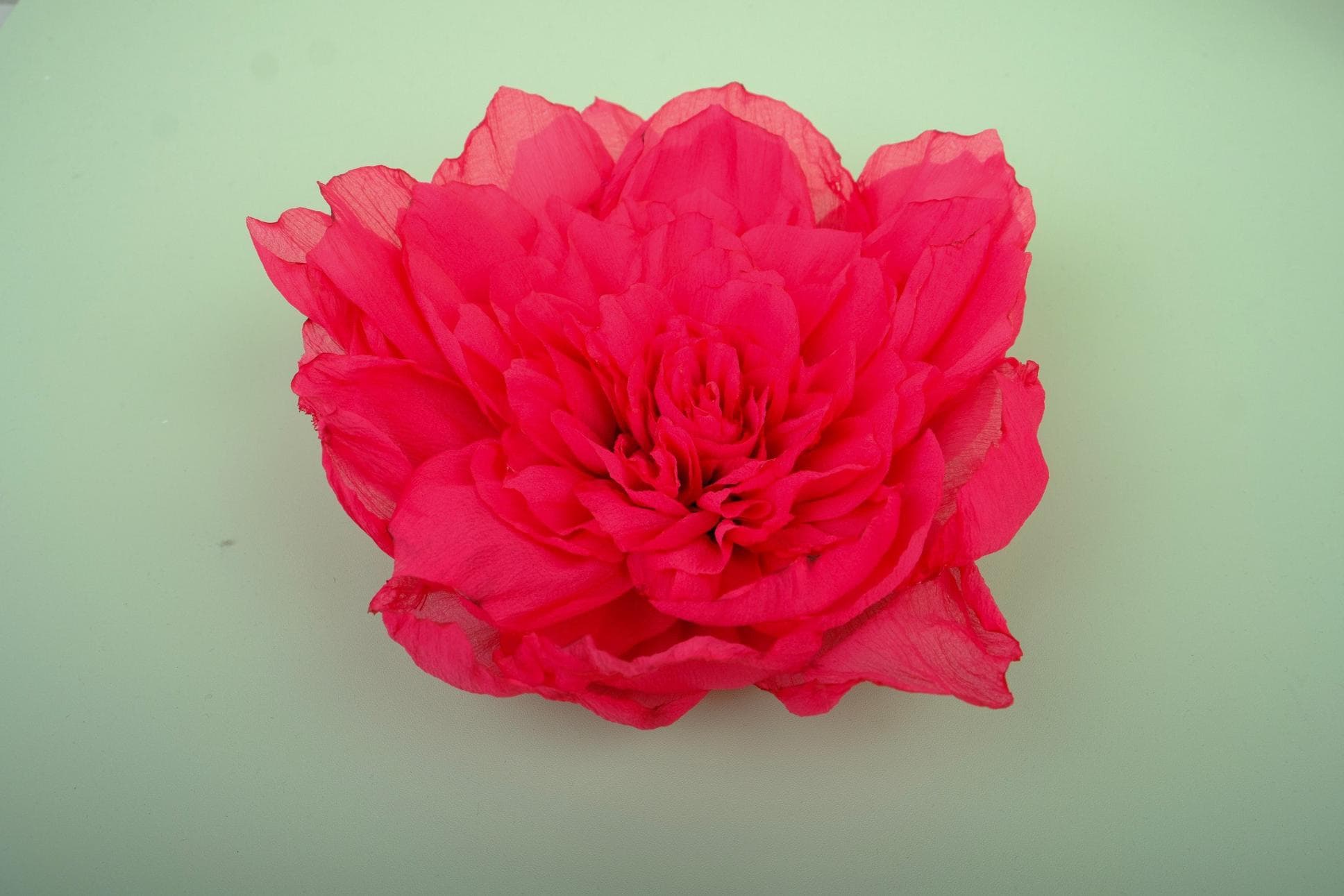 LOVELY PINK PEONY FLOWERS