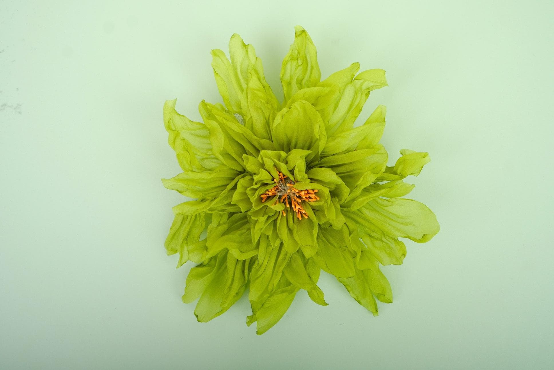 AMAZING GREEN PEONY BLOSSOMS