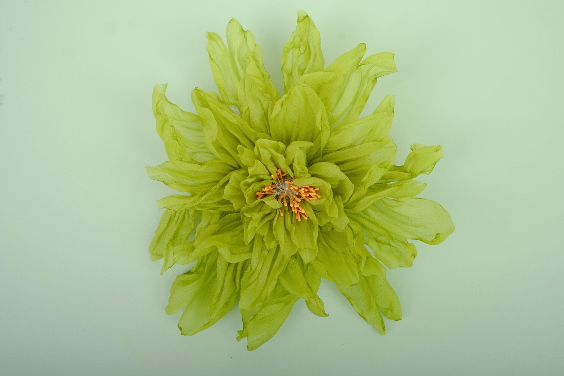 AMAZING GREEN PEONY BLOSSOMS