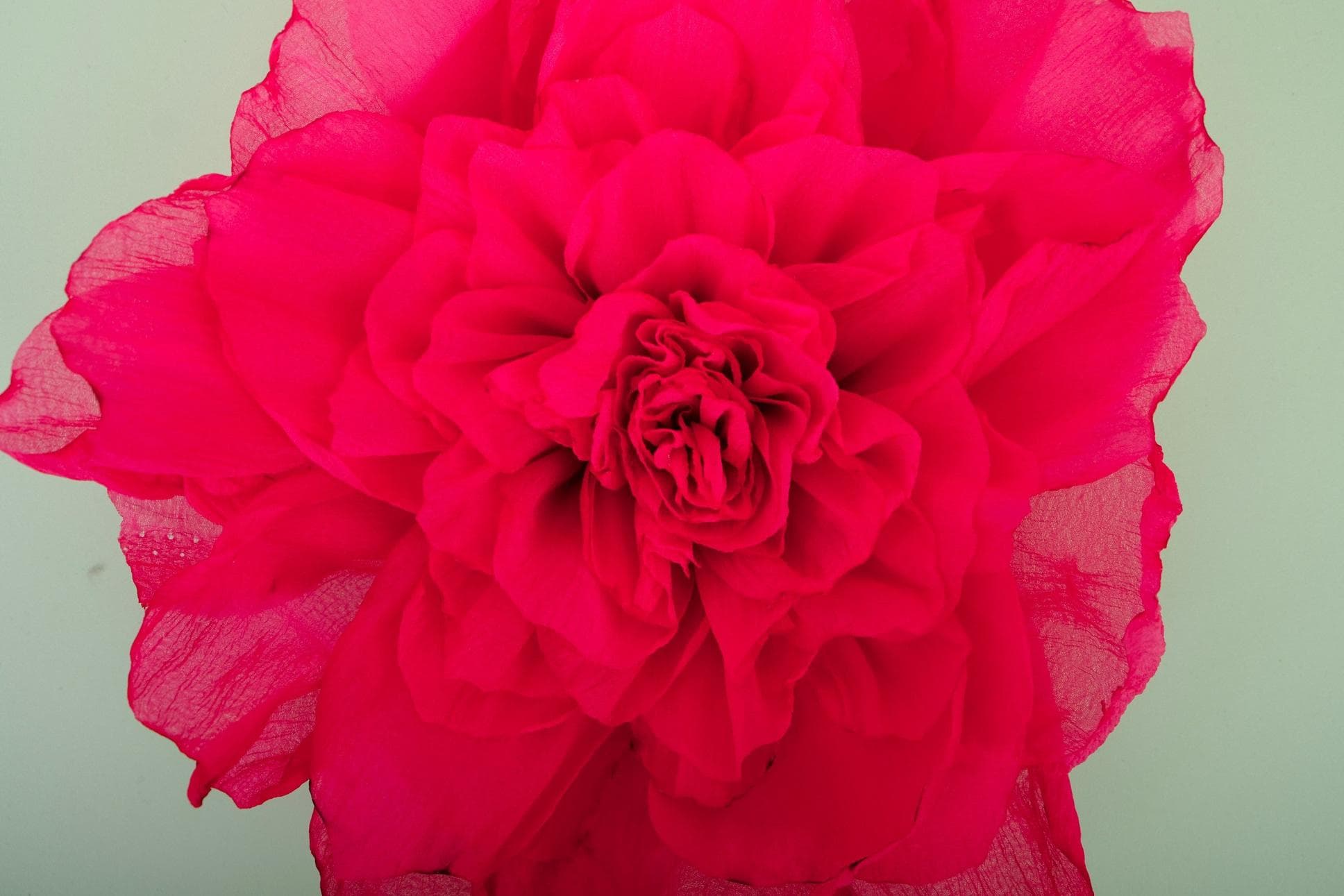 LOVELY PINK PEONY FLOWERS